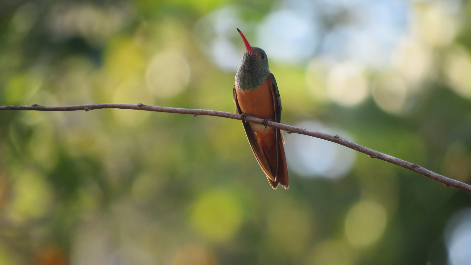 image Buff-bellied Hummingbird
